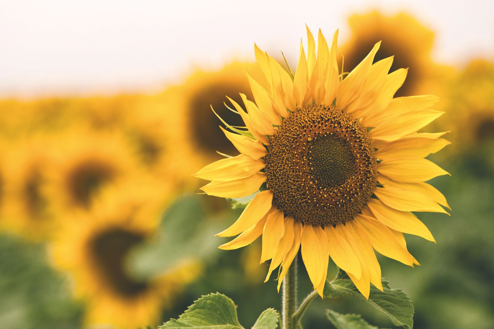 Girasol